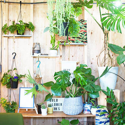たくさんの植物