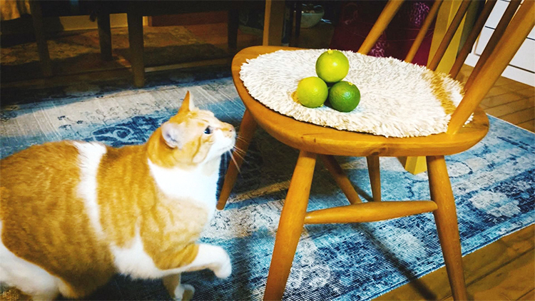 かぼすを狙う猫