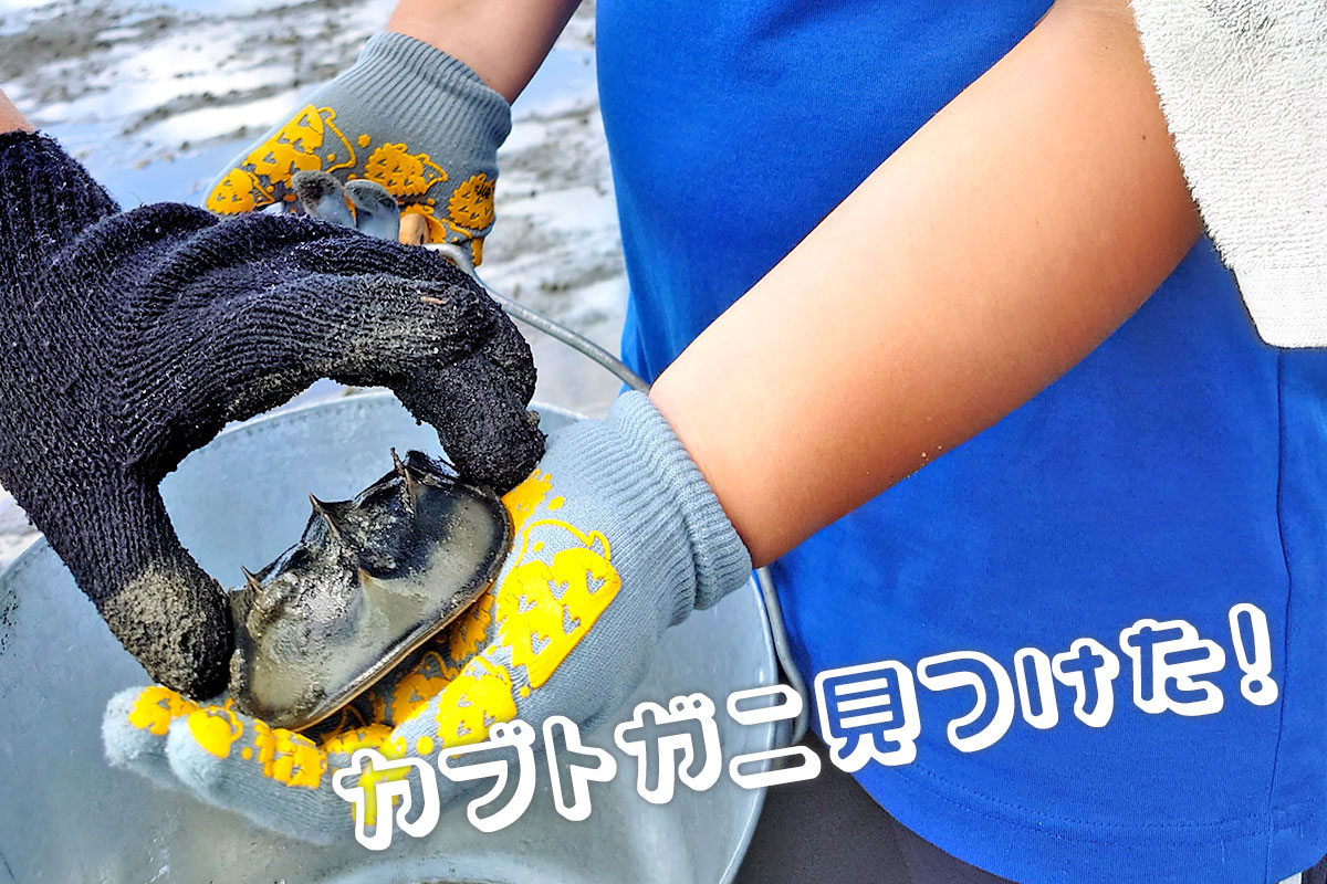 守江湾干潟