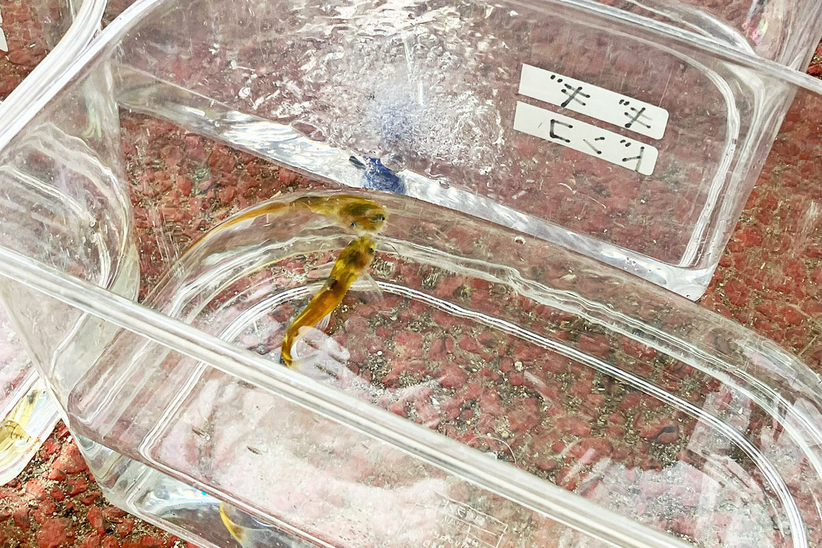 水槽に入った川魚