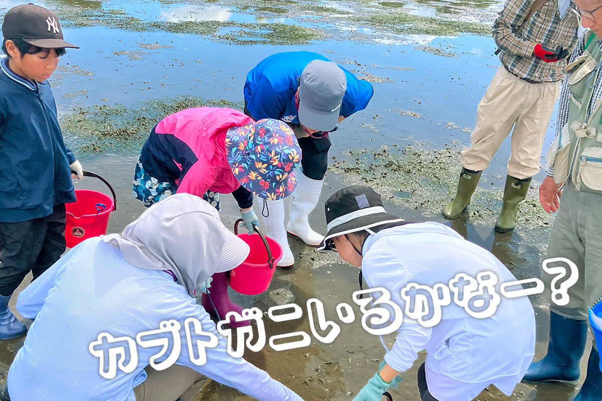 カブトガニを探す様子