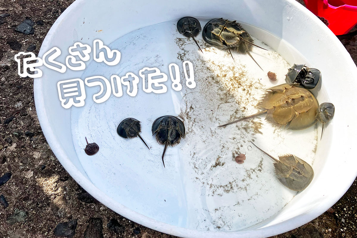 たくさんのカブトガニ