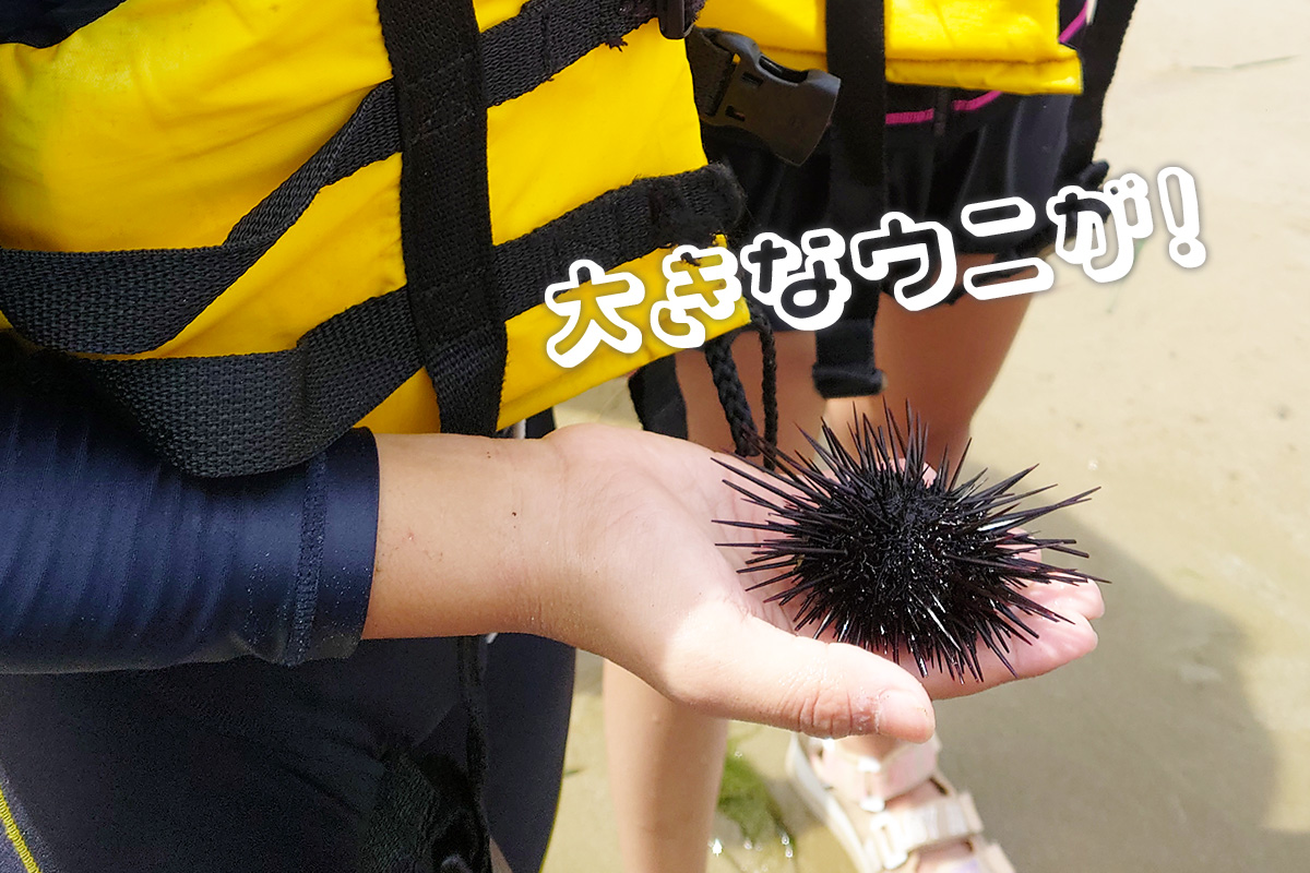手の上のウニ