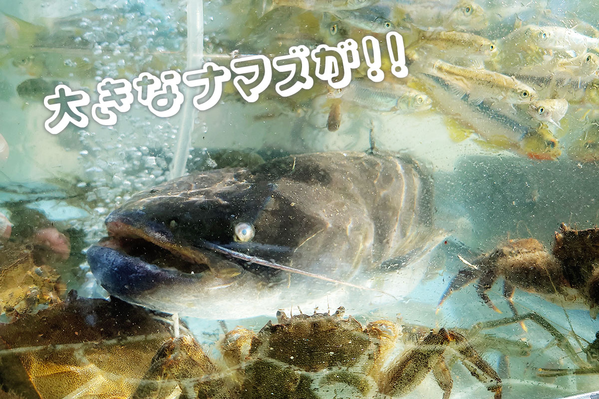 大きなドジョウ