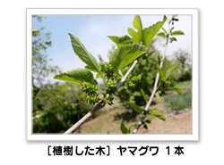 〔植樹した木〕ヤマグワ 1本