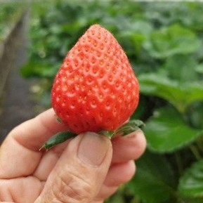 画像の説明を入れてください